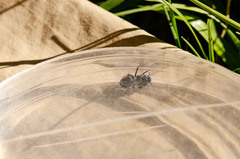 Osmia