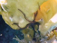 Ophiothrix