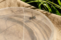 Osmia