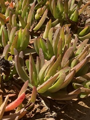 Carpobrotus