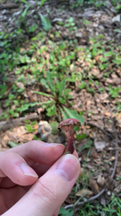 Laccaria amethysteo-occidentalis