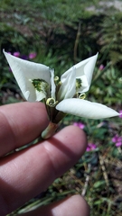 Moraea tricuspidata
