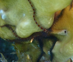 Ophiothrix