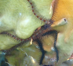 Ophiothrix