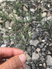 Poa cenisia