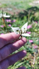 Moraea tricuspidata