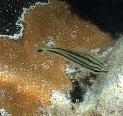 Haemulon flavolineatum