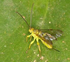 Theronia lurida