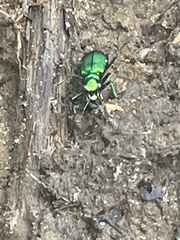 Cicindela sexguttata
