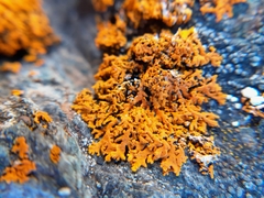 Xanthomendoza