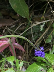 Stachytarpheta cayennensis