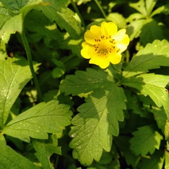 Potentilla reptans