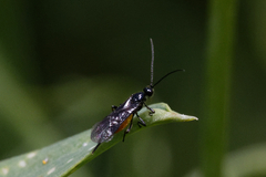 Braconidae