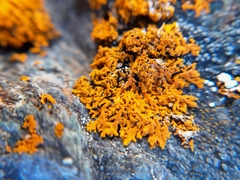 Xanthomendoza