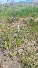 Wurmbea stricta