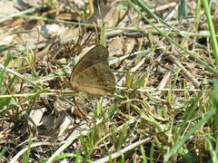 Junonia nigrosuffusa