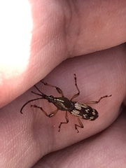 Arrhenodini