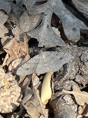 Digrammia muscariata