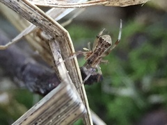 Episinus angulatus