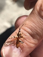 Arrhenodini