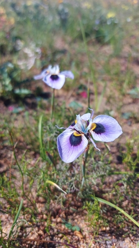 Image of Moraea villosa by (c) Jacques van der Merwe, some rights reserved (CC BY-SA)
