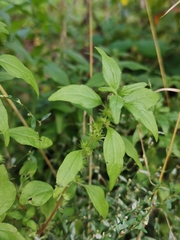 Parietaria pensylvanica