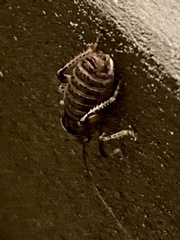 Cyphoderris