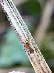 Episinus angulatus