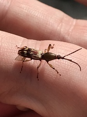 Arrhenodini