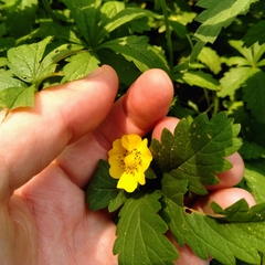 Potentilla reptans