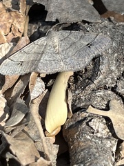 Digrammia muscariata