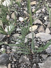 Poa cenisia