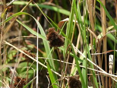 Juncus torreyi