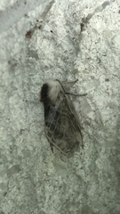 Tolype velleda