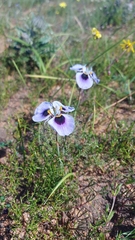 Moraea villosa
