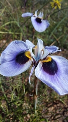 Moraea villosa