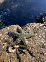 Evasterias troschelii