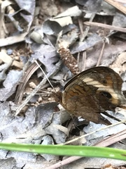 Junonia