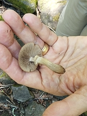 Cyclocybe erebia