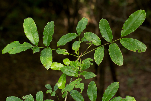 Commiphora zanzibarica image