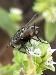 Tachinidae