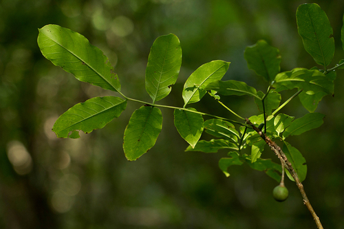 Commiphora zanzibarica image