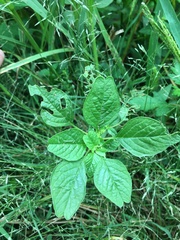 Amaranthus