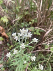 Pseudognaphalium