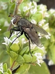 Tachinidae