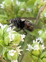 Tachinidae