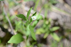 Stellaria longipes