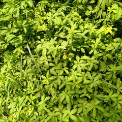 Potentilla reptans