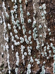 Trichoderma viride