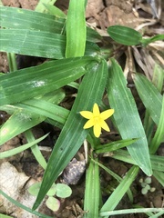 Hypoxis decumbens